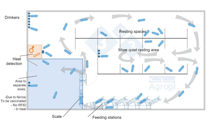 Dynamic group gestation with weight monitoring.
