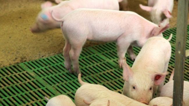 Germany requests shortened ASF restriction zone duration - Swine news ...