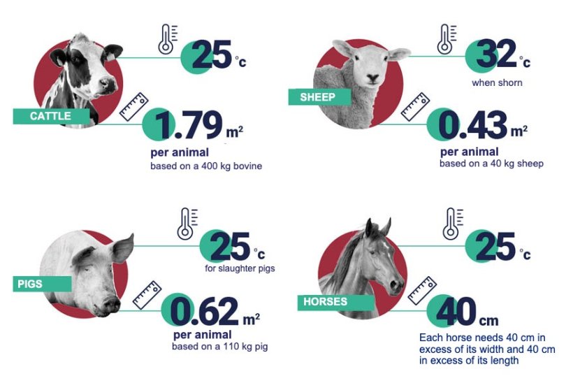 Recommended space and temperatures per animal. Source: EFSA.
