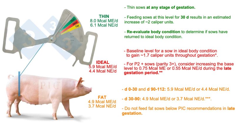 Feeding and nutrition in gestation. Multiparous sows. Updated April 2022. Assumes a minimum intake of 11 grams of digestible lysine per day on a herd basis. *Estimated based on a sow with a body weight of 200 kg. **Most P2+ sows will have a body weight >200 kg. During the late gestation period they will have a higher body weight and therefore require a higher level of feed to meet their maintenance needs. ***It is very difficult to readjust the body condition of a fat sow during the gestation period.
