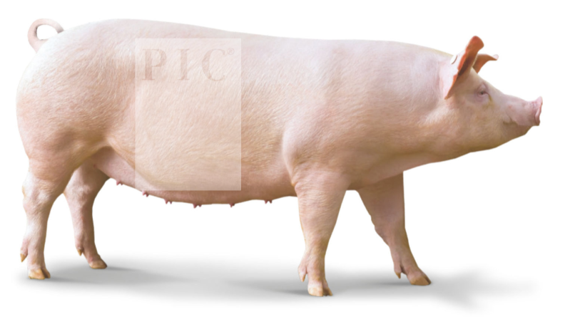 The Camborough sow
