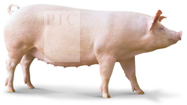 The Camborough sow

