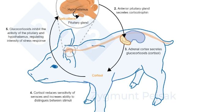 Figure 2. Minutes or hours after stress occurs, the hypothalamic&ndash;pituitary&ndash;adrenal (HPA) axis is activated. Pituitary gland secretes corticotrophin, which, reaching the adrenal cortex, causes the secretion of glucocorticoids, including cortisol. Glucocorticoids inhibit the activity of the pituitary and hypothalamus, thanks to which they regulate the intensity of the stress response. Cortisol has been widely used as a marker of stress in swine, also as a noninvasive test from saliva.

