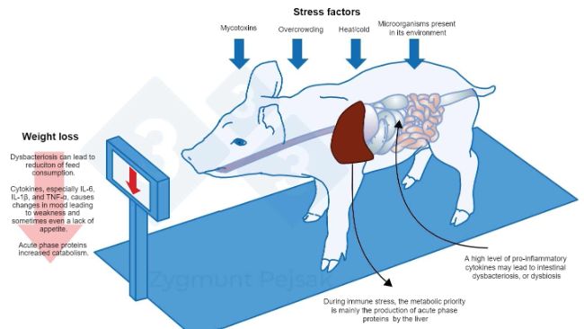 Figure 3.&nbsp; An additional cost of a long-term alert is the deterioration of appetite and, consequently, a prolonged fattening period. Since the pressure from environmental stressors affects individual animals differently, there will be a differentiation in the weight of weaners or fattening pigs of the same age. Weight differentiation among animals of the same age may have serious economic consequences. Also, especially in young animals, a diet that does not contain nutrients essential for strengthening the anti-infectious resistance may make the animals more vulnerable to infection.
