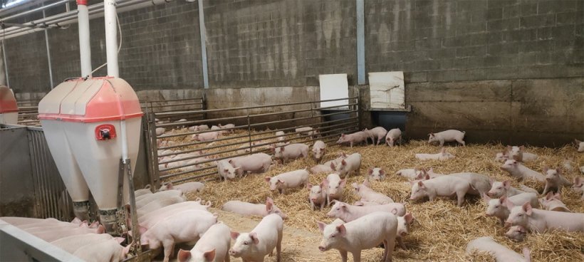 Photo 2. Interior of weaning barn, 6-40 kg
