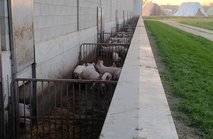 Photo 5. Outside space&nbsp;of the finishing barn.
