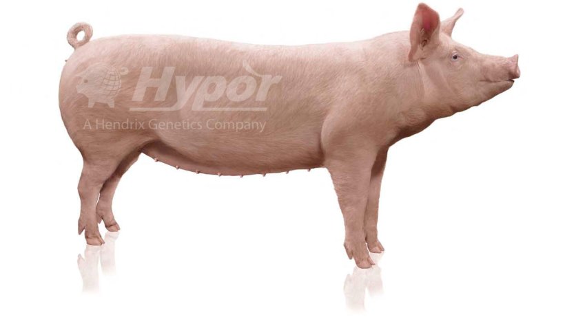 The Libra sow.
