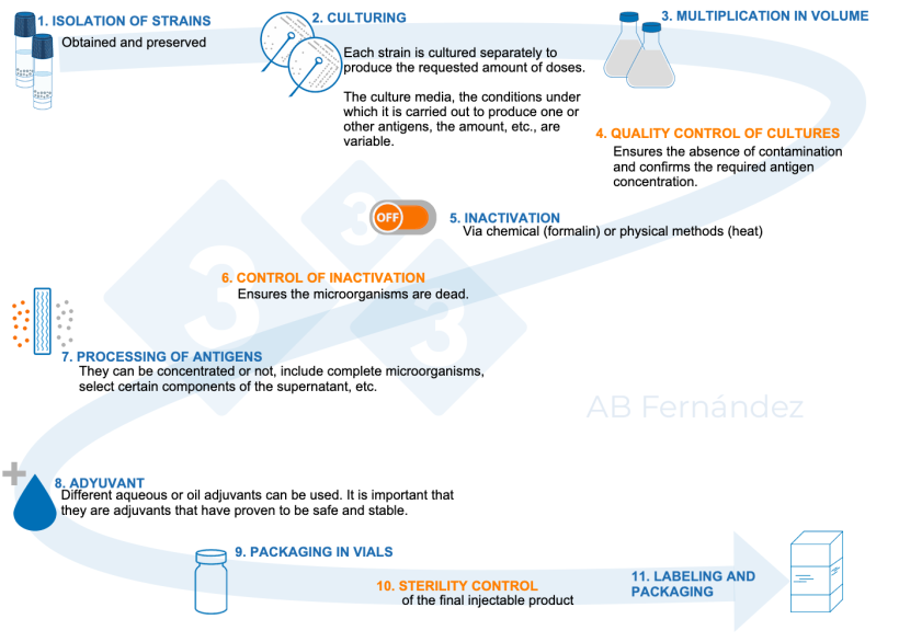 Figure&nbsp;1. Schematic diagram of&nbsp;the manufacture of an autogenous vaccine.
