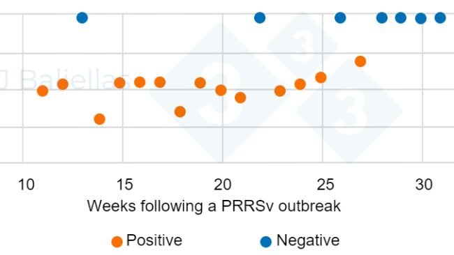 Figure 1. Evolution of PCR Ct values in the weeks following a PRRS outbreak.