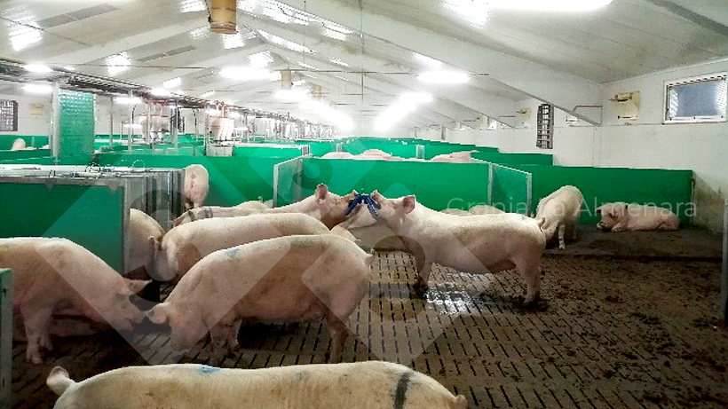 Photo 7: Confirmed gestation pens.