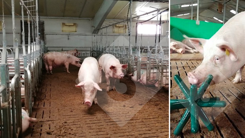 Photo 5 (left): Mate and release area with auto-capture stalls. Photo 6 (right): Sows have access to a variety of enrichment materials.