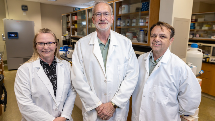 Randall Prather (middle), Kevin Wells (right), and Kristin Whitworth (left) all serve as scientists in the National Swine Resource and Research Center, where they work to move the needle on biomedical and agricultural innovation. Photo by Abbie Lankitus.