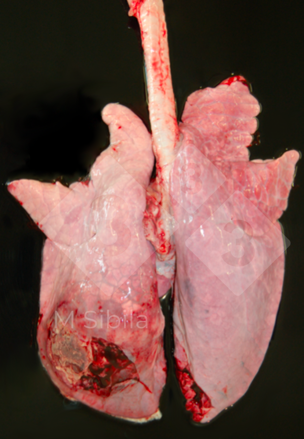 Figure 2.&nbsp;Lung showing a dorso-caudal unilateral, fibrinous-fibrous pleuritis.
