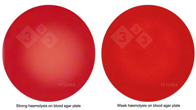 Figure 1. Visual difference between strongly haemolytic (left) and weakly haemolytic (right) Brachyspira strains. Photos taken from 5% sheep blood agar, transparency is indicative of haemolysis (breakdown of red blood cells).
