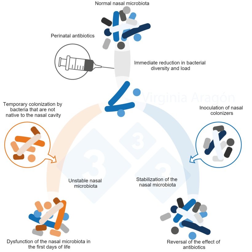 Figure 1. Perinatal antibiotics produce a reduction in the bacterial load of the nasal microbiota that alters its diversity and composition. This alteration lasts longer when the dams are treated. Inoculation of nasal colonizers can reverse this effect.