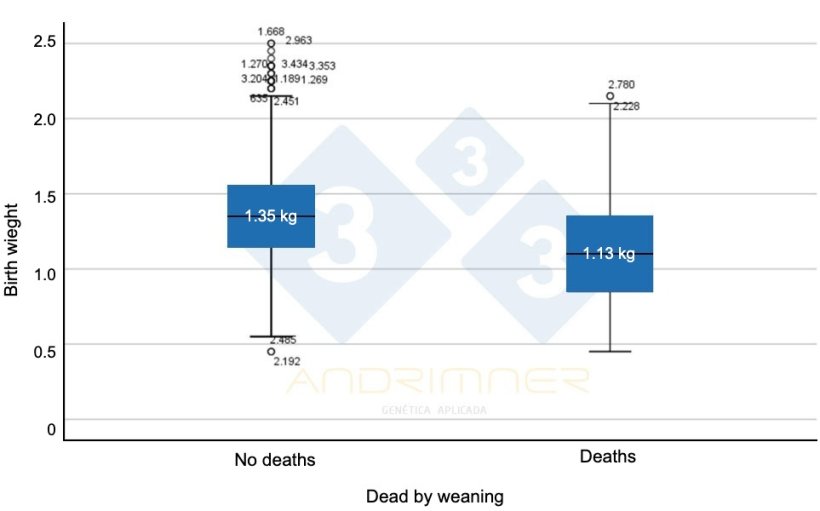 Graph&nbsp;4. Average birth weight of surviving piglets (&ldquo;no deaths&rdquo;) and average birth weight of deaths. Highly significant differences between the two groups ( F=155.713; p<0.001) Source:&nbsp;Javier Lorente. Commercial farm, 3483 piglets weighed individually&nbsp;2021.
