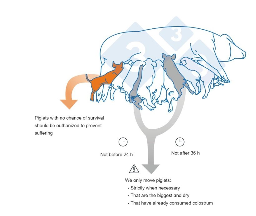 Key points to take into account when cross fostering piglets.
