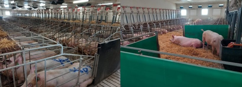 Sows routinely receive straw as enrichment material.
