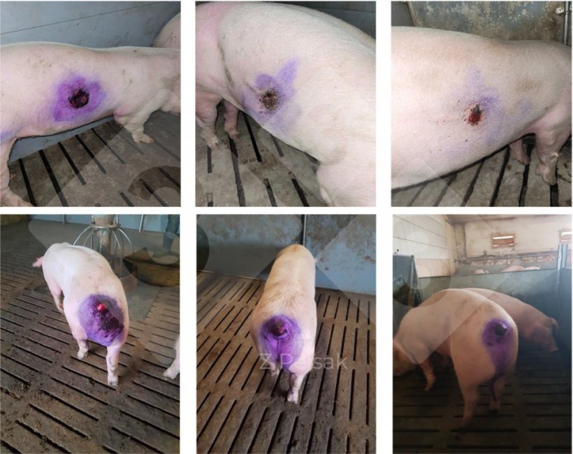 Figure 3. Results of treatment of skin wounds due to cannibalism.
