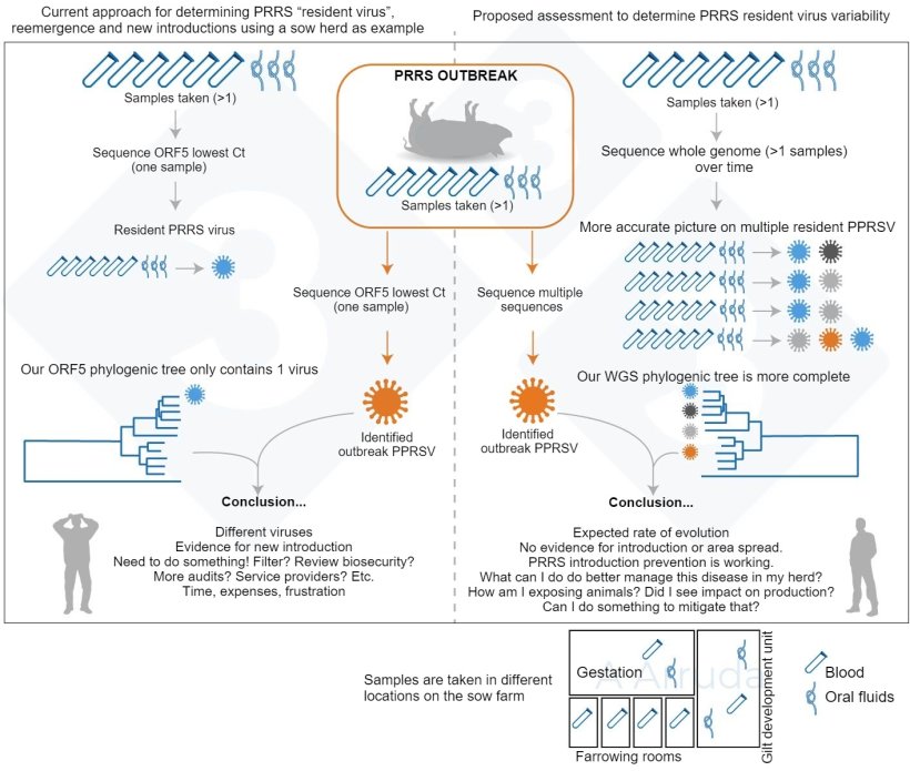 Figure&nbsp;1. Illustration of an example of current common approach for determining PRRSV variant within a farm (left panel), and our proposed assessment to determine PRRSV resident virus variability (right panel).
