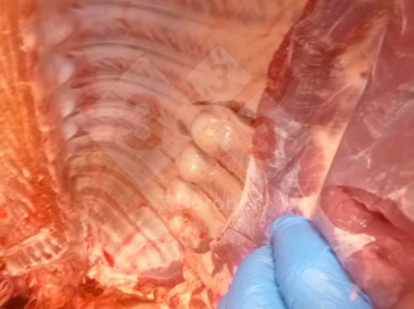 Figure 1. Midshaft bony exostoses on the ribs of a slaughtered pig.
