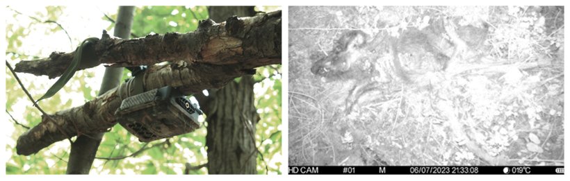Camera trap control and night image of a wild boar positioned at a sampling site.
