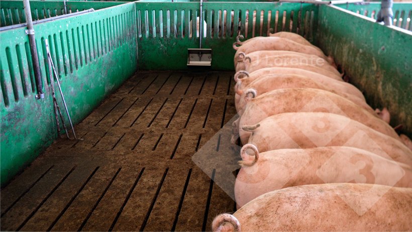 Figure 7. Finishing pigs eating at the same time.
