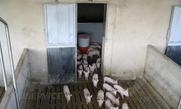 The outside area has&nbsp;a slatted floor and&nbsp;side feeders for liquid feed.

