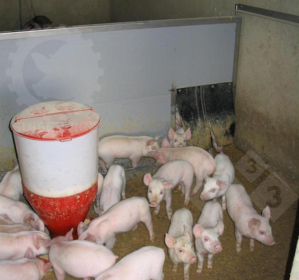 Outside the nest, but still in the inner area of the pen, is a circular feeder with dry feed and drinkers.
