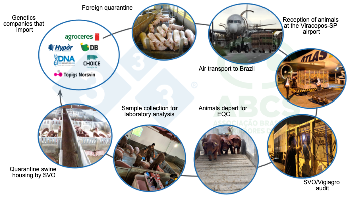 Figure 1. Photos illustrating the sequence of operations for importing breeding animals from the country of origin into Brazil for quarantine in EQC and subsequent stocking in GRSC farms (images provided by the companies). Source: ABCS.
