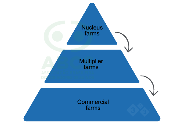 Figure 2. The pyramid structure of a swine genetic improvement program. The nucleus farms are the apex of the pyramid and contain purebred or synthetic herds (with high genetic value pigs). Multiplier farms multiply the genetic material produced in the nucleus farms. Commercial farms receive genetic material from multiplier farms and are pigs destined for slaughter. Source: ABCS, 2013.
