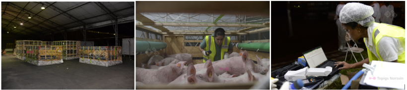 Photos provided by the company Topigs&nbsp;Norsvin.&nbsp;
