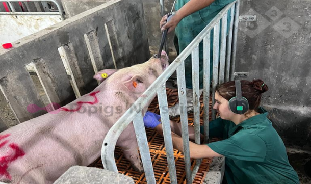 Photo&nbsp;provided by the company Topigs&nbsp;Norsvin.&nbsp;
