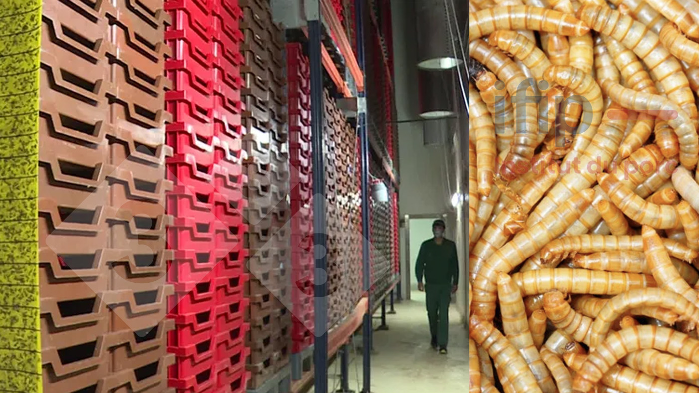 Pork Insect Incorporating insect meal in piglet feeds - Articles - pig333, pig to ...