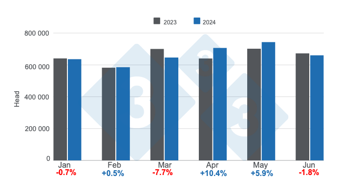 Argentina's monthly pig slaughter in the first half of 2024, annual variations. Prepared by 333 Latin America with data from the Secretariat of Agriculture, Livestock and Fisheries of the Ministry of Economy of Argentina.