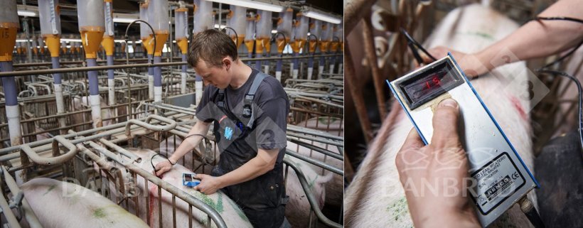 Photo 2. Adult sows should regain ideal body condition (14-17 mm at farrowing) as soon as possible.
