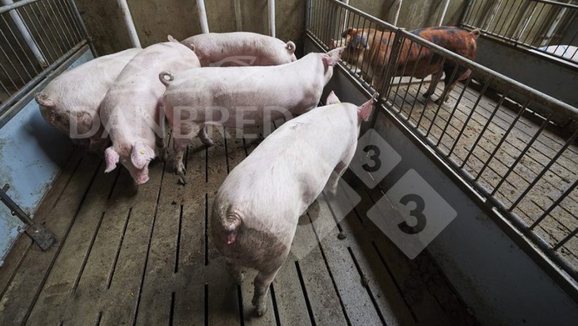 Photo 1. Boar exposure should begin at 26-27 weeks.
