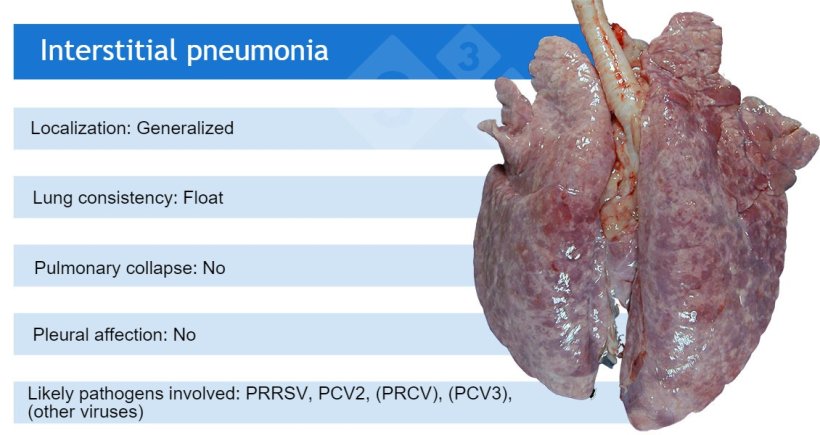PRRSV: porcine reproductive and respiratory syndrome virus; PCV2: porcine circovirus 2; PRCV: porcine respiratory coronavirus;&nbsp;PCV3:&nbsp;porcine circovirus 3.
PRCV, PCV3 and other viruses such as adenoviruses, Aujeszky&rsquo;s disease virus and others, usually cause mild interstitial pneumonias.
