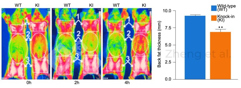 Figure 3. Infrared images were taken at 0, 2, and 4 hours of cold exposure in 6-month-old pigs. Backfat thickness in 20-kg piglets. Source: Zheng et al. (2017). “Reconstitution of UCP1 using CRISPR/Cas9 in the white adipose tissue of pigs decreases fat deposition and improves thermogenic capacity.” Proc Natl Acad Sci U S A 114(45): E9474-E9482.