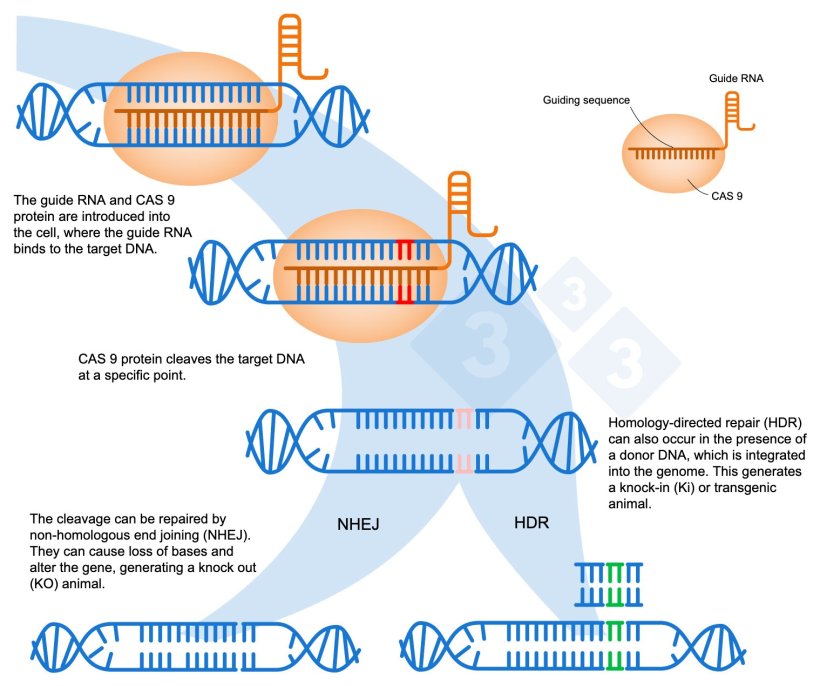Figure 1. Gene editing using the CRISPR-Cas9 system. A guide RNA (sgRNA) recognizes a specific genomic region, which targets the DNA endonuclease Cas9. This enzyme cleaves the two DNA strands at the precise location. Adapted from: https://es.moleculardevices.com/applications/gene-editing-with-crispr-engineering