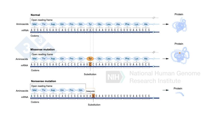 Figure 4. Use of base editors to generate point mutations in the genome.