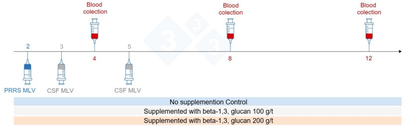 Figure 5: Trial design: Groups, time point of vaccination and blood collection (Chuaychu et al., 2024). Adapted by S. Casir&oacute; from (Chuaychu et al., 2024).