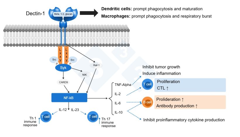 Figure 2: Mode of action of Beta glucans.&nbsp;Adapted by S. Casir&oacute; from Jin et al., 2018
