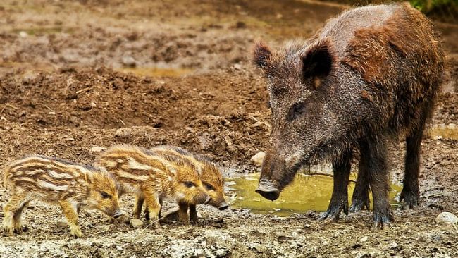 Poland: ASF in pigs and wild boar in 2024 - Swine news - pig333, pig to ...