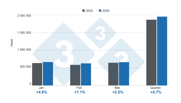 Monthly slaughter of swine in the first quarter of 2025, annual variations. Prepared by 333 Latin America with data from the Secretariat of Agriculture, Livestock and Fisheries of the Ministry of Economy of Argentina.