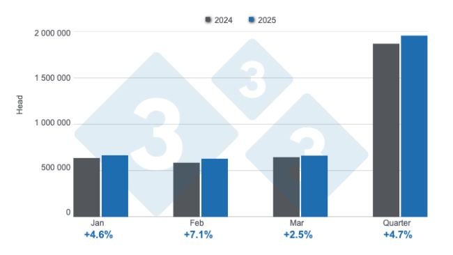 Monthly slaughter of swine in the first quarter of 2025, annual variations. Prepared by 333 Latin America with data from the Secretariat of Agriculture, Livestock and Fisheries of the Ministry of Economy of Argentina.