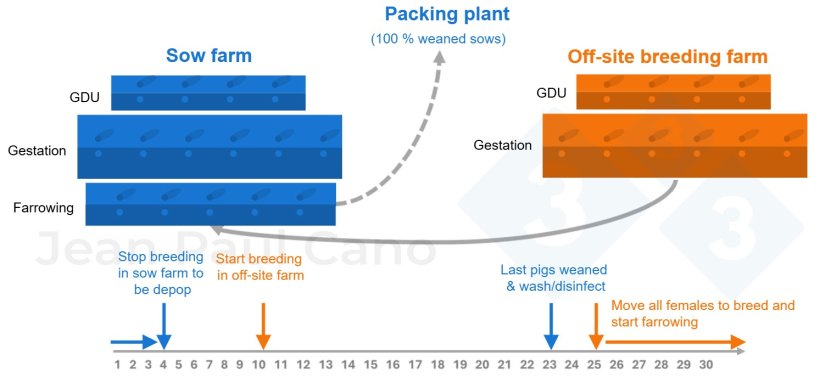 Figure 2. Timeline and animal flow diagram during the depopulation&ndash;repopulation process.

