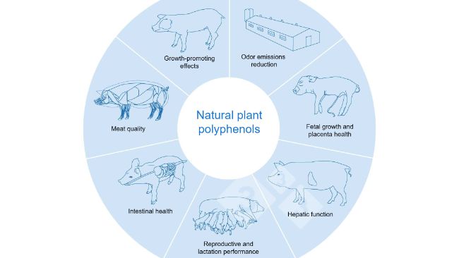 Natural plant polyphenols contribute to the ecological and healthy swine production. Adapted from Huadi Mei et al, 2024
