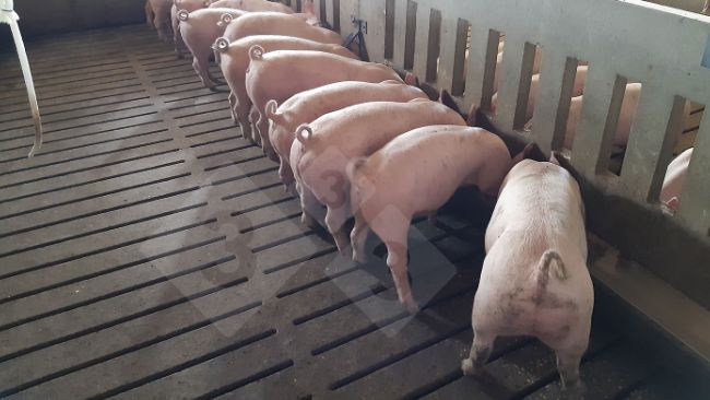 Ration feeding - long trough feeder.
