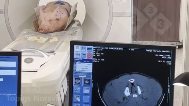 Figure 4. The boars are positioned prone on the CT scanner. The entire process takes less than 10 minutes.
